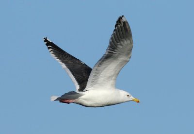 Slaty-backed Gull / Skiffertrut (Larus schistisagus)