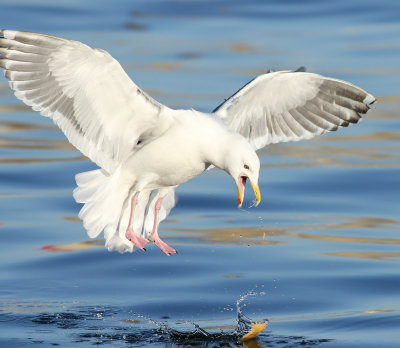 Slaty-backed Gull / Skiffertrut (Larus schistisagus)