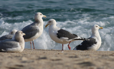 Slaty-backed Gull / Skiffertrut (Larus schistisagus)