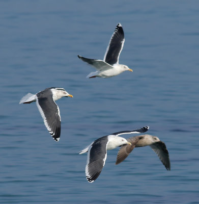 Slaty-backed Gull / Skiffertrut (Larus schistisagus)