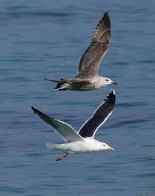 Slaty-backed Gull / Skiffertrut (Larus schistisagus)