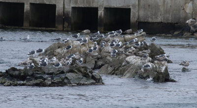 Slaty-backed Gull / Skiffertrut (Larus schistisagus)