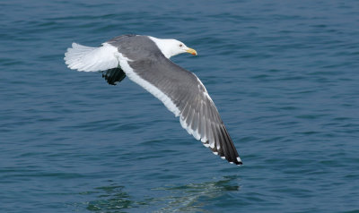 Slaty-backed Gull / Skiffertrut (Larus schistisagus)