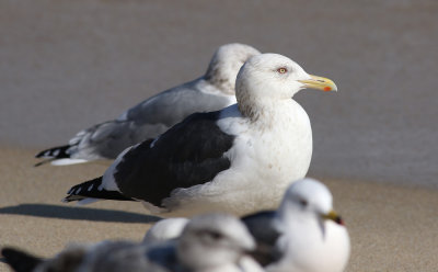 Slaty-backed Gull / Skiffertrut (Larus schistisagus)