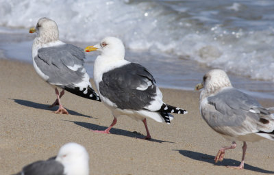 Slaty-backed Gull / Skiffertrut (Larus schistisagus)