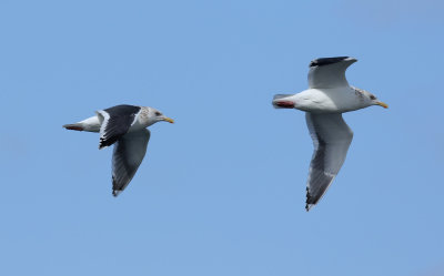 Slaty-backed Gull / Skiffertrut (Larus schistisagus)