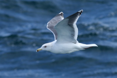 Slaty-backed Gull / Skiffertrut (Larus schistisagus)