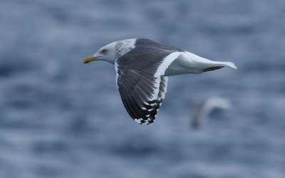 Slaty-backed Gull / Skiffertrut (Larus schistisagus)