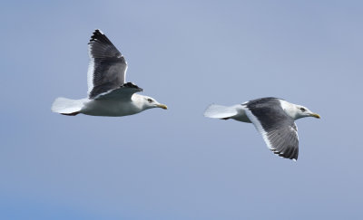 Slaty-backed Gull / Skiffertrut (Larus schistisagus)