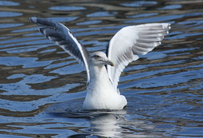 Slaty-backed Gull / Skiffertrut (Larus schistisagus)