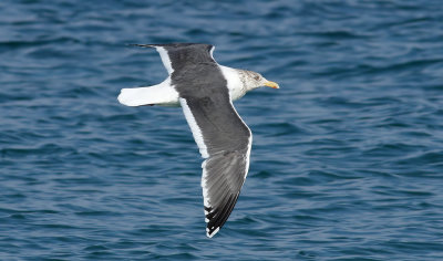 Slaty-backed Gull / Skiffertrut (Larus schistisagus)