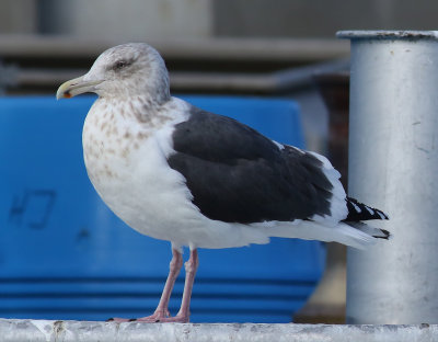 Slaty-backed Gull / Skiffertrut (Larus schistisagus)