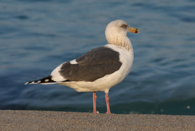 Slaty-backed Gull / Skiffertrut (Larus schistisagus)