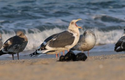 Slaty-backed Gull / Skiffertrut (Larus schistisagus)