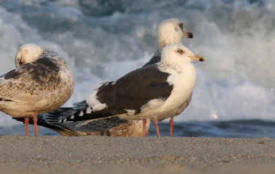 Slaty-backed Gull / Skiffertrut (Larus schistisagus)