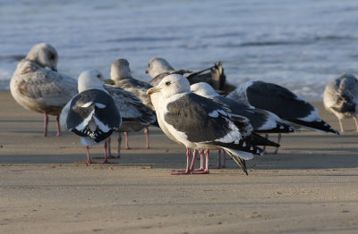 Slaty-backed Gull / Skiffertrut (Larus schistisagus)