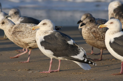 Slaty-backed Gull / Skiffertrut (Larus schistisagus)