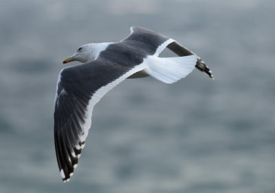 Slaty-backed Gull / Skiffertrut (Larus schistisagus)