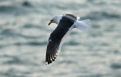 Slaty-backed Gull / Skiffertrut (Larus schistisagus)