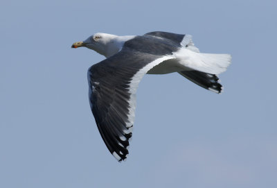 Slaty-backed Gull / Skiffertrut (Larus schistisagus)