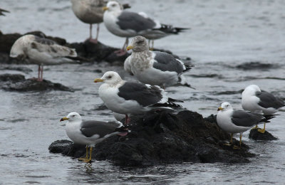 Slaty-backed Gull / Skiffertrut (Larus schistisagus)