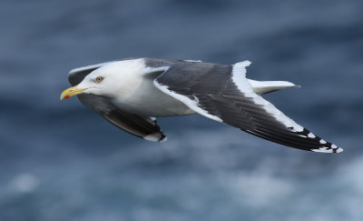 Slaty-backed Gull / Skiffertrut (Larus schistisagus)