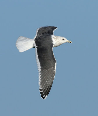 Slaty-backed Gull / Skiffertrut (Larus schistisagus)