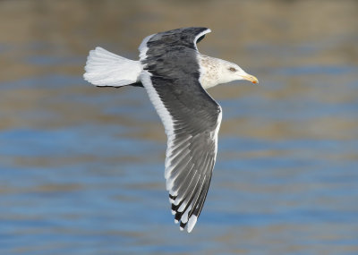 Slaty-backed Gull / Skiffertrut (Larus schistisagus)