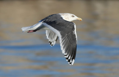 Slaty-backed Gull / Skiffertrut (Larus schistisagus)