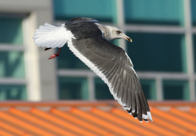 Slaty-backed Gull / Skiffertrut (Larus schistisagus)