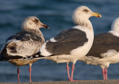 Slaty-backed Gull / Skiffertrut (Larus schistisagus)