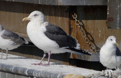 Slaty-backed Gull / Skiffertrut (Larus schistisagus)