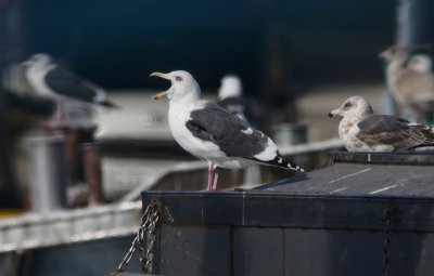 Slaty-backed Gull / Skiffertrut (Larus schistisagus)