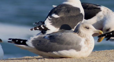 Vega Gull / Vegatrut (Larus vegae)