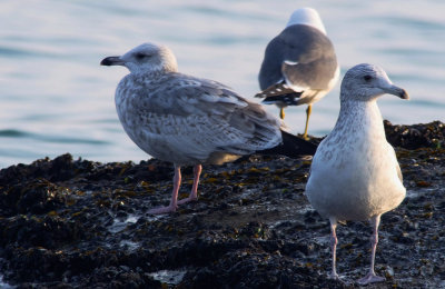 Vega Gull / Vegatrut (Larus vegae)