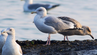 Vega Gull / Vegatrut (Larus vegae)