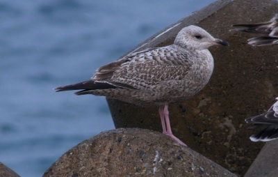 Vega Gull / Vegatrut (Larus vegae)