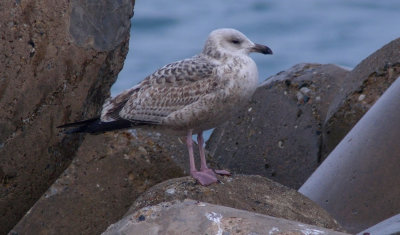 Vega Gull / Vegatrut (Larus vegae)