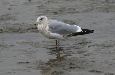 Vega Gull / Vegatrut (Larus vegae)