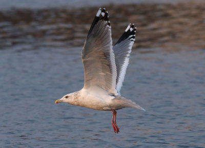 Vega Gull / Vegatrut (Larus vegae)