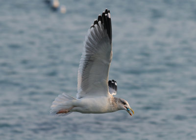 Vega Gull / Vegatrut (Larus vegae)