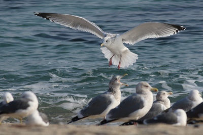 Vega Gull / Vegatrut (Larus vegae)