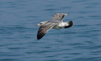 Vega Gull / Vegatrut (Larus vegae)