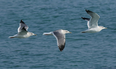 Vega Gull / Vegatrut (Larus vegae)