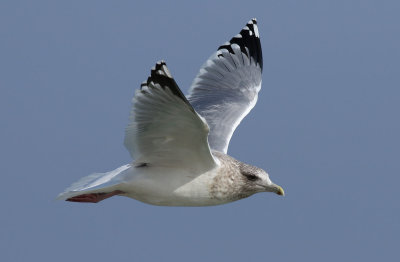 Vega Gull / Vegatrut (Larus vegae)