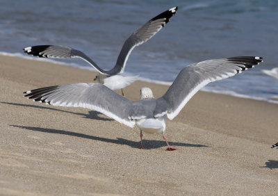 Vega Gull / Vegatrut (Larus vegae)