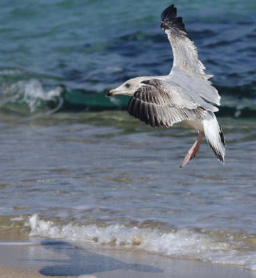 Vega Gull / Vegatrut (Larus vegae)