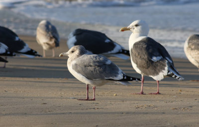 Vega Gull / Vegatrut (Larus vegae)