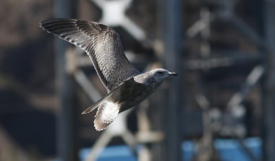 Vega Gull / Vegatrut (Larus vegae)