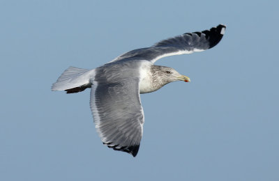 Vega Gull / Vegatrut (Larus vegae)